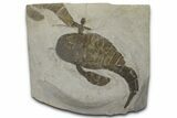 Eurypterus (Sea Scorpion) Fossil - New York #369286-1